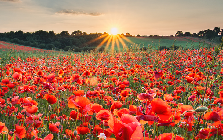Remembrance Day 2023 Doves Funeral Directors