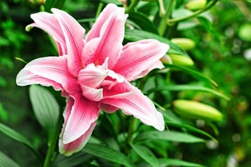 Lilies 