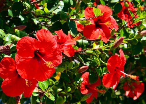 Red Hibiscus Flowers 