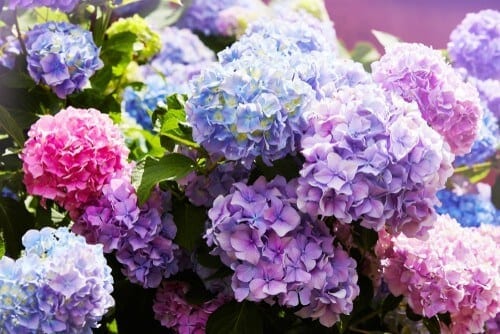 Bunch of colourful hydrangea flowers
